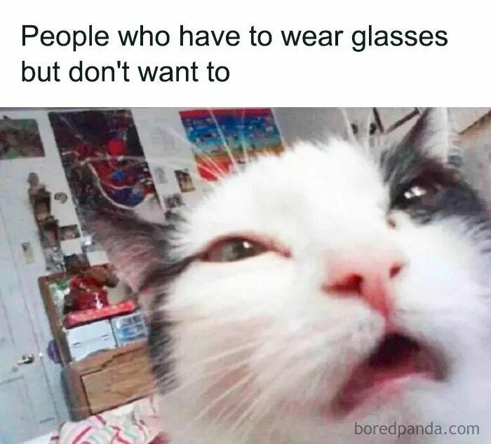 Funny cat meme of a cat squinting, capturing humor from the Happycat318 Instagram account.