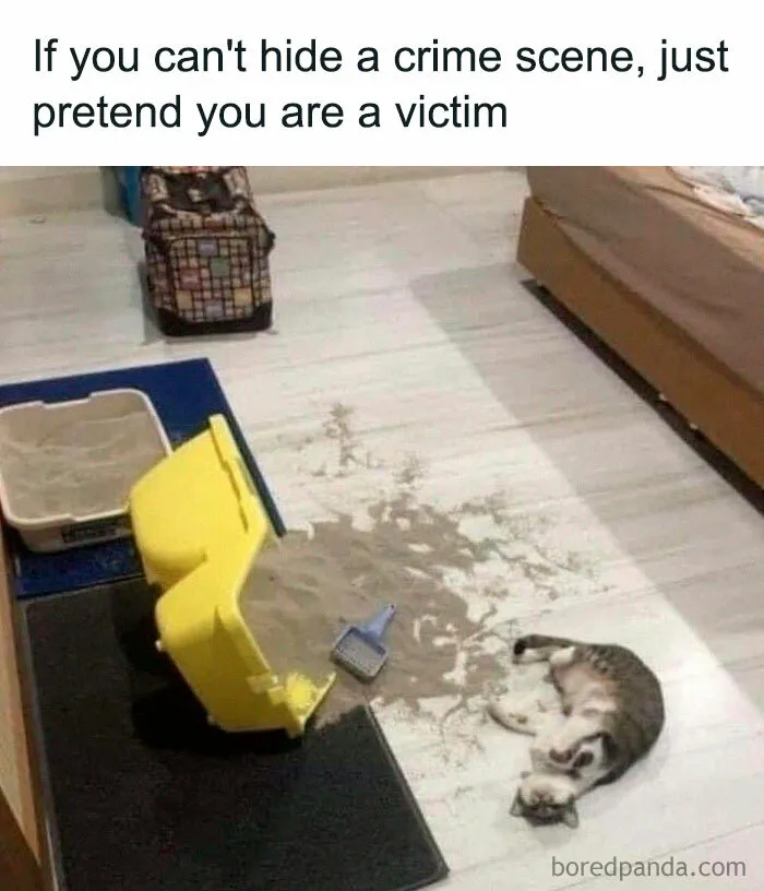 Cat meme with a feline lying next to a spilled litter box, captioned "If you can't hide a crime scene, just pretend you are a victim."