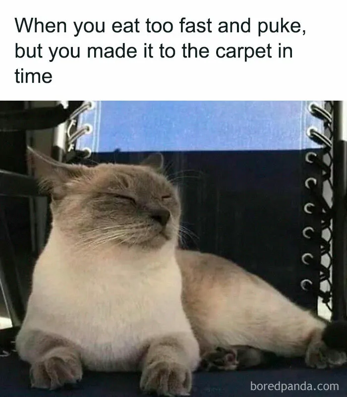 Cat lounging humorously, eyes closed in satisfaction.