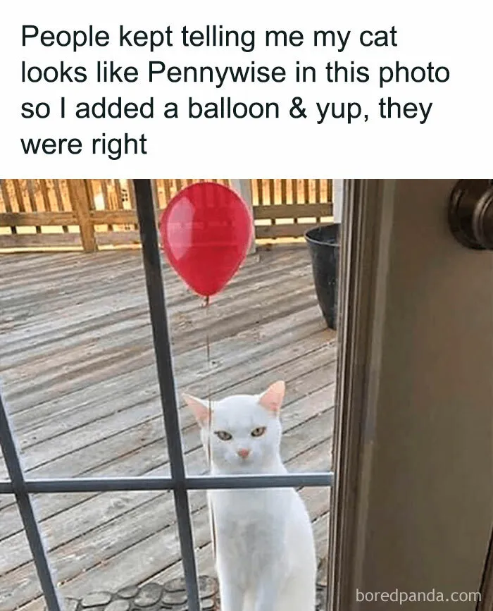 Funny-Adorable-Cat-Memes-Happycat318