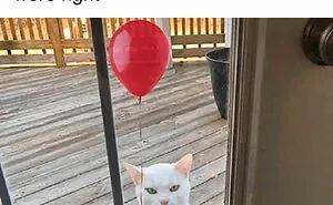50 Hilarious Cat Memes From Happycat318 Instagram Account We’re Obsessed With