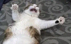 50 Hilarious Cat Memes From Happycat318 Instagram Account We’re Obsessed With