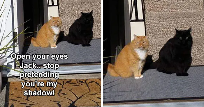 'Kitty Litterposting': 50 Funny Posts And Memes About Cats You May Wish You Could Tag Your Cat In (New Pics)