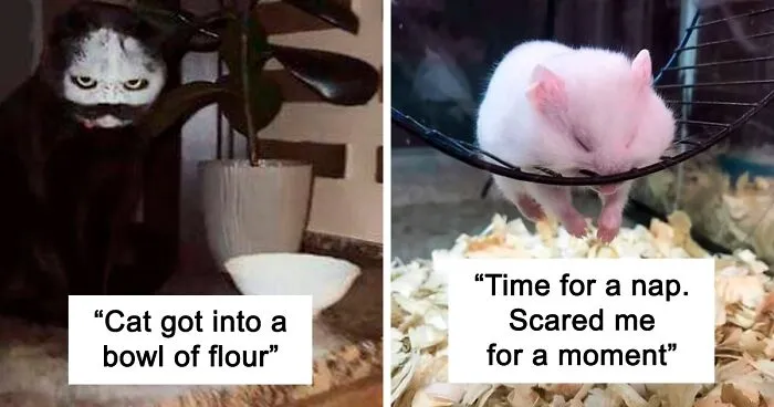 50 Times Pets Unintentionally Sent Their Owners Into Panic Mode (New Pics)