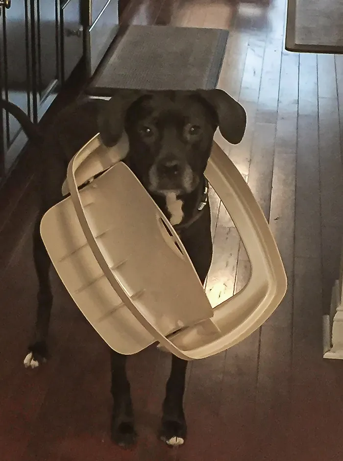 Someone Got Their Head Stuck While Trying To Sneak Some More Food. Caught Red-Handed