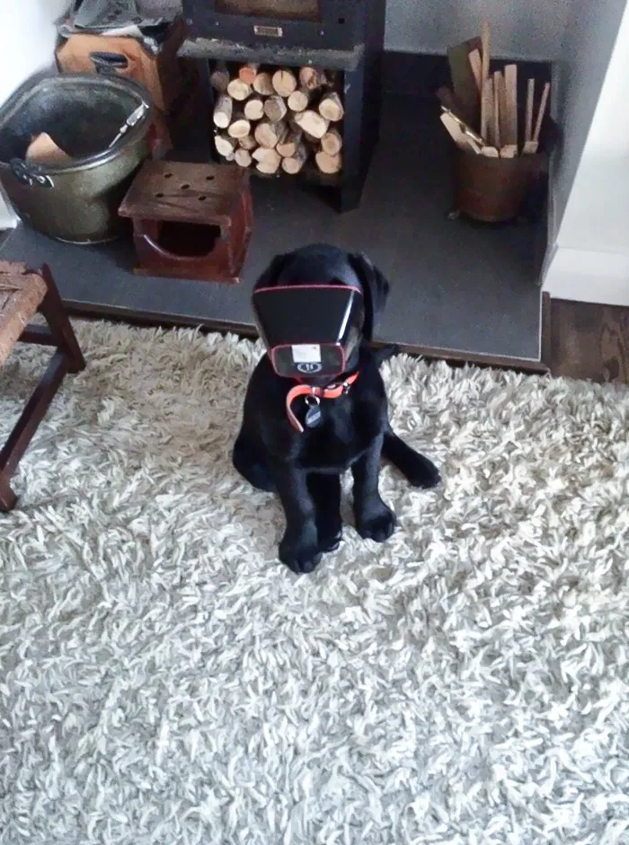 Blessed Pup With A Face Stuck In The Cat Bowl