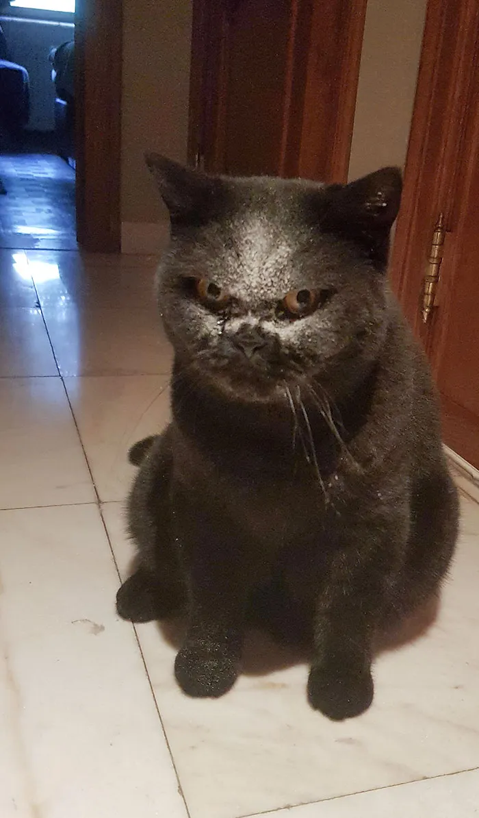 Brigand Got His Head Stuck Into The (Freeze-Dried Chicken) Treat Jar And Now He Looks Like A Demon And Omg I'm Dying