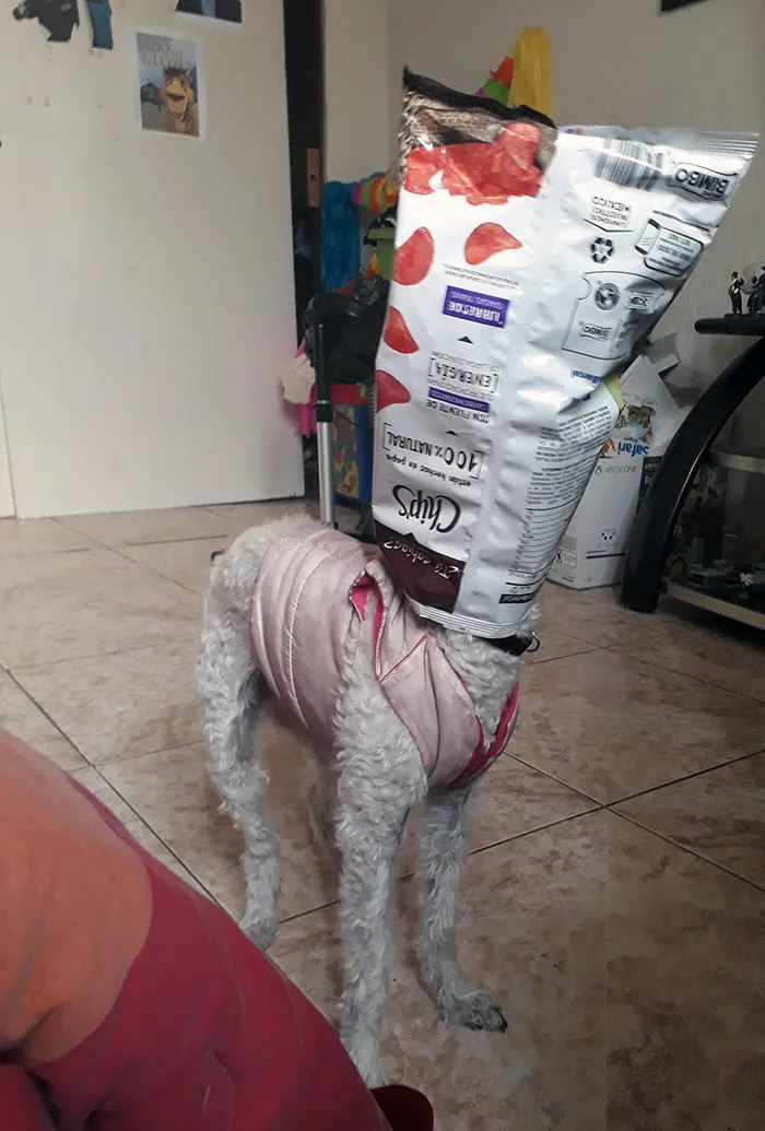 Bag Of Chips