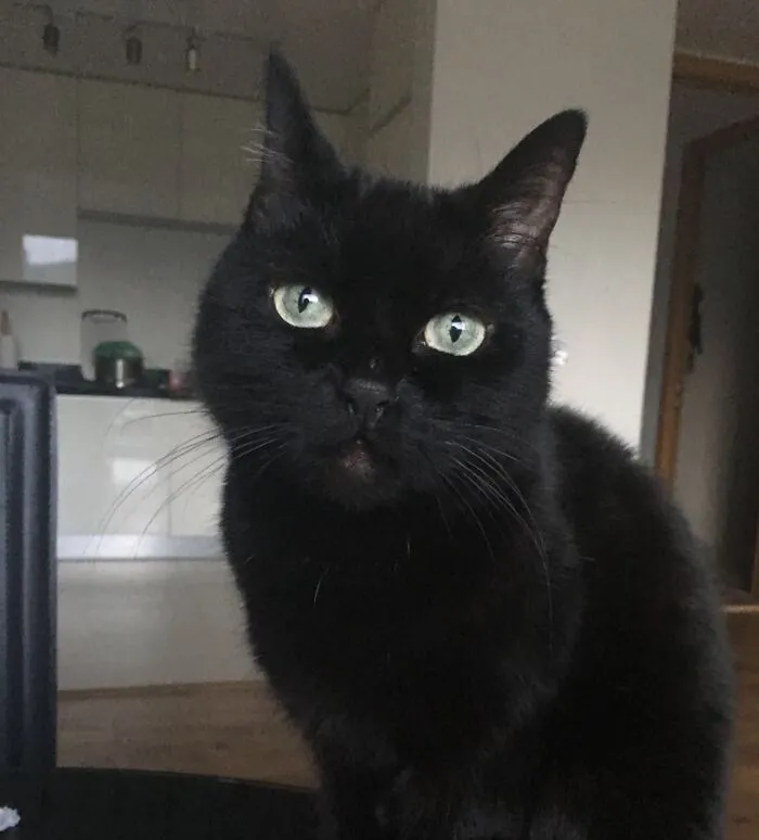 For 19 Years, So Far, This Void Has Been The Light Of My Life. Cookie Is Love And Evil All Rolled Up In A Silky Black Ball