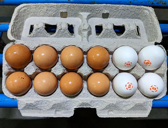 The Grocery Store I Shop At Repacks The Unbroken Eggs And Sells Them At A Reduced Price