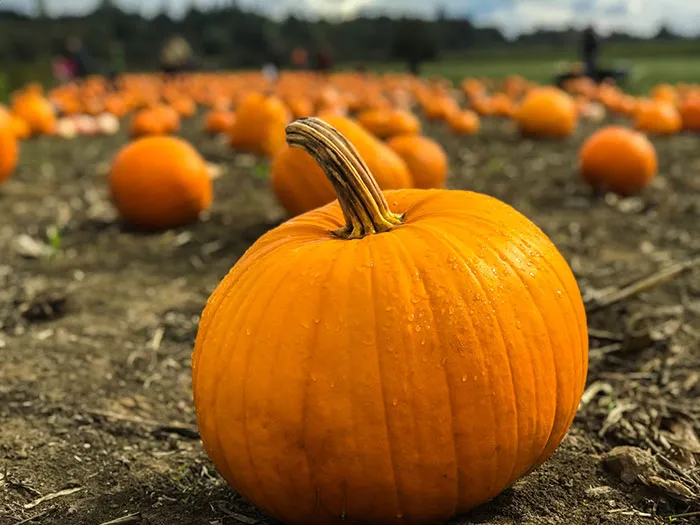 111 Halloween Facts About The Spookiest Night Of The Year