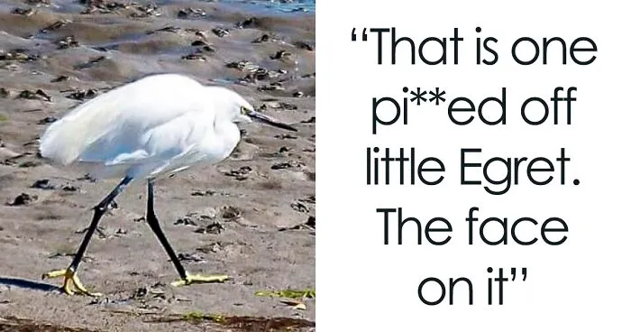This Facebook Group Is Dedicated To Hilariously Bad Attempts At Photographing Birds (30 New Pics)