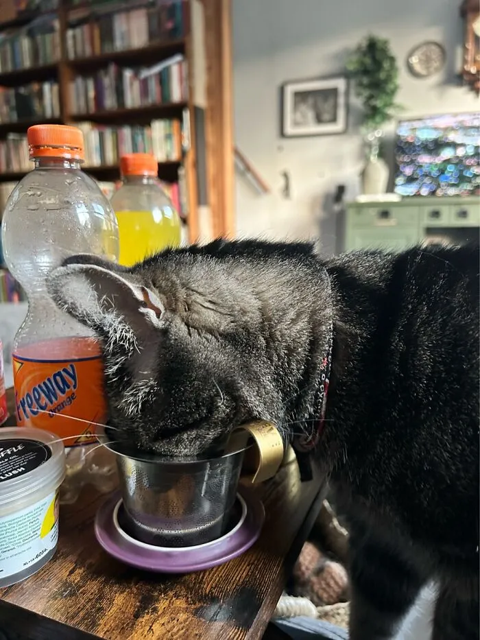Mr. White, Sniffing My Valerian Tea