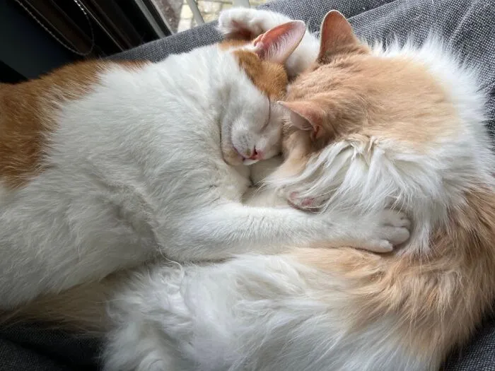 Rogue An Storm, The Cats Of My Daughter