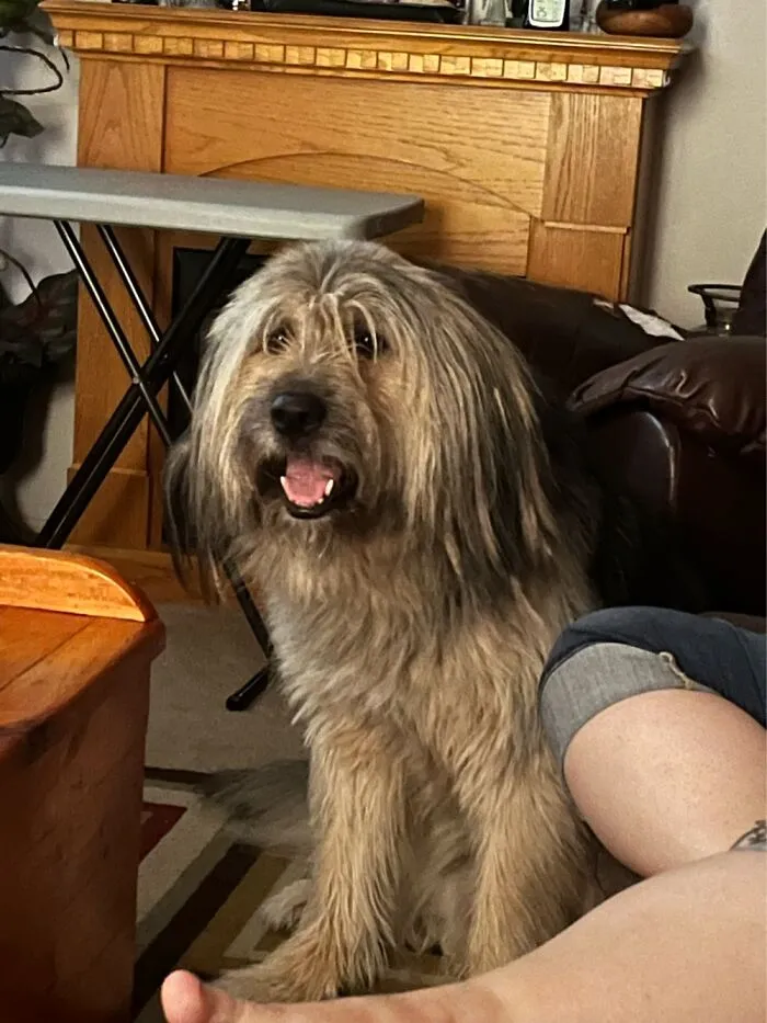 This Is My Dog Maverick. He’s A Good Boy