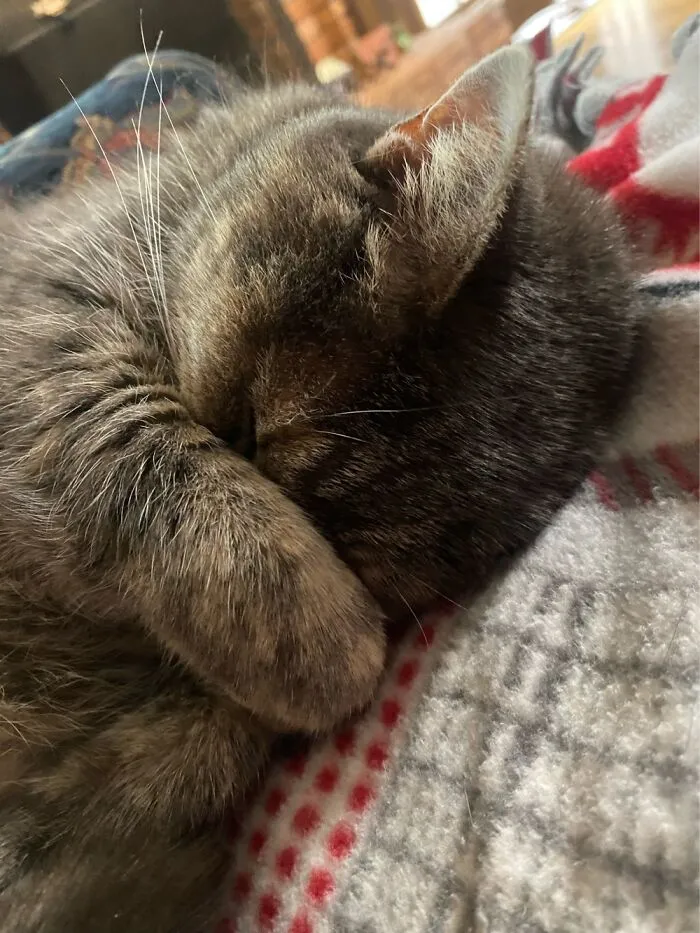 Ms. Kitty Britches