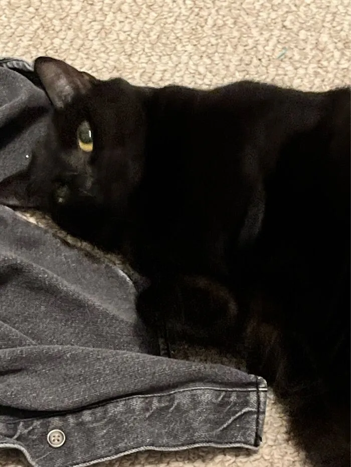 This Is Star, My Best Friend's Cat