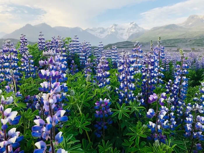 Iceland