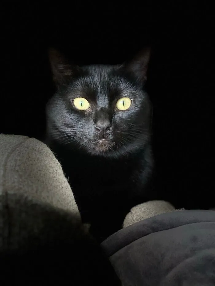 Dio. I Was Playing Around With My Phone Camera. Couldn’t Believe I Got This Shot!