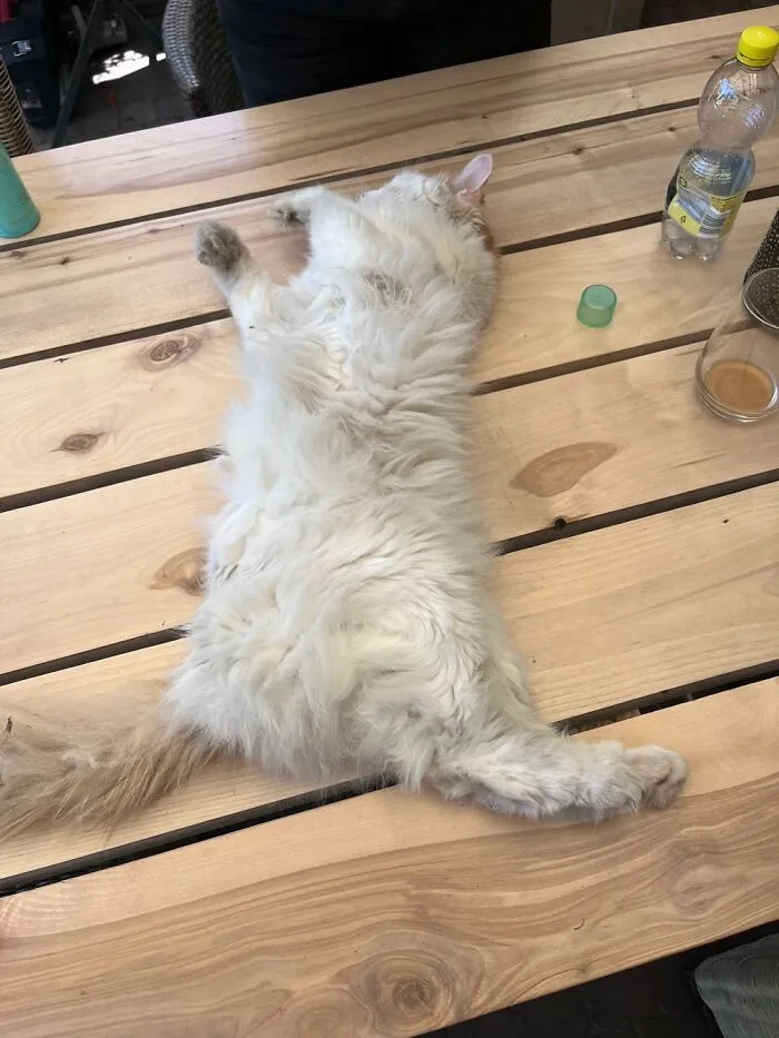 The Cat’s Broken…