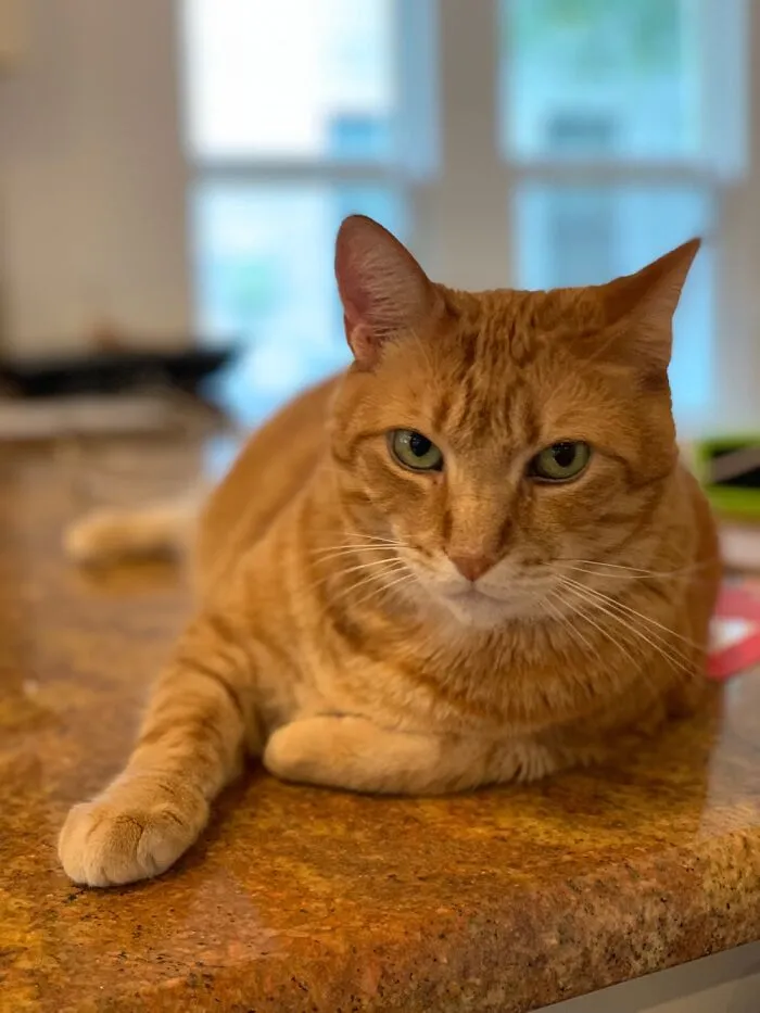The Most Interesting Cat In The World