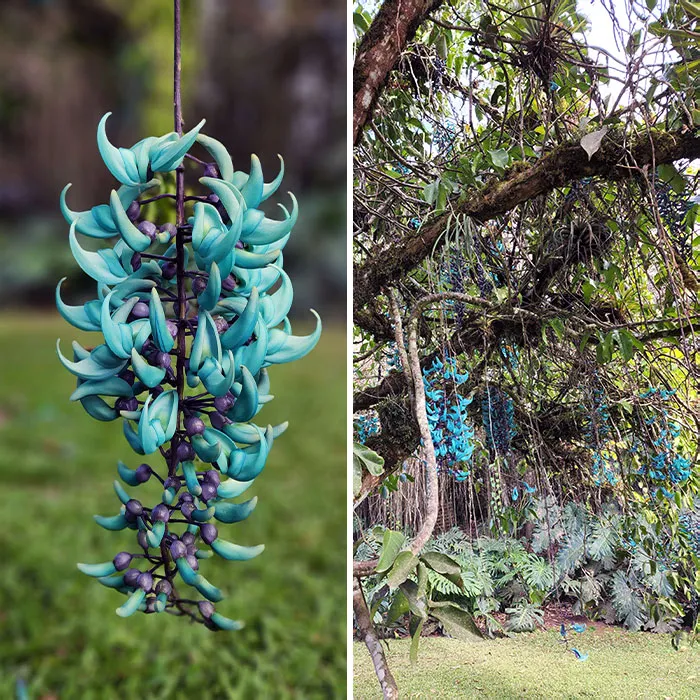 This Strange Plant We Found