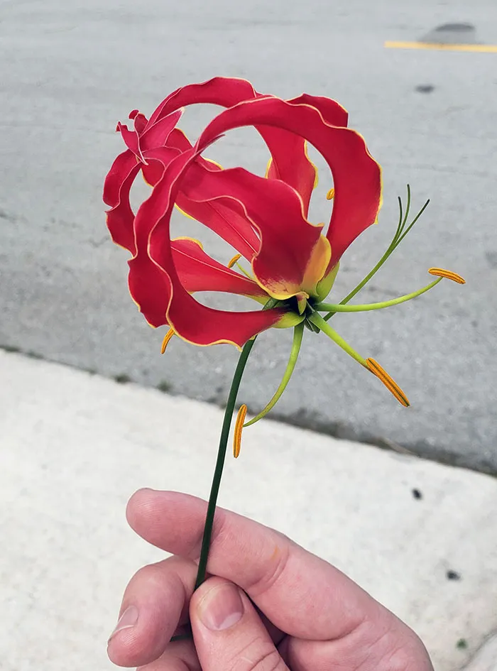 This Is A Flame Lily, The National Flower Of Zimbabwe