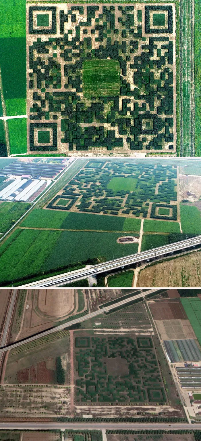 In An Effort To Boost Tourism The Xinhua Village In China Built A Giant QR Code From 130,000 Trees So It Can Be Scanned By Passing Planes