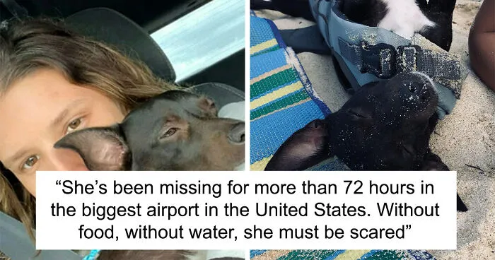 Woman Shares Anguish Over Delta Airlines Losing Her Beloved Pooch In Atlanta Airport