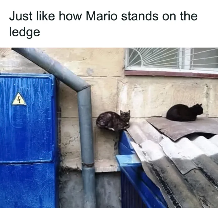 Defying Gravity, Cat Style