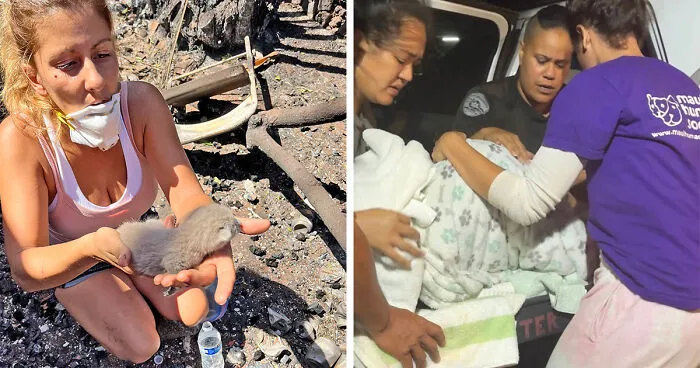 Hope Among Ashes As Maui Community Unites In Helping Wildlife Impacted By Fire