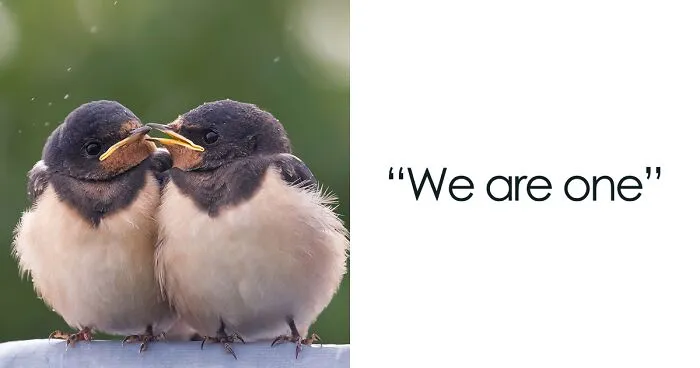 I Managed To Capture 33 Magical Moments Of Birds In Nature