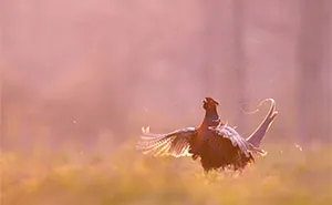 I Managed To Capture 33 Magical Moments Of Birds In Nature