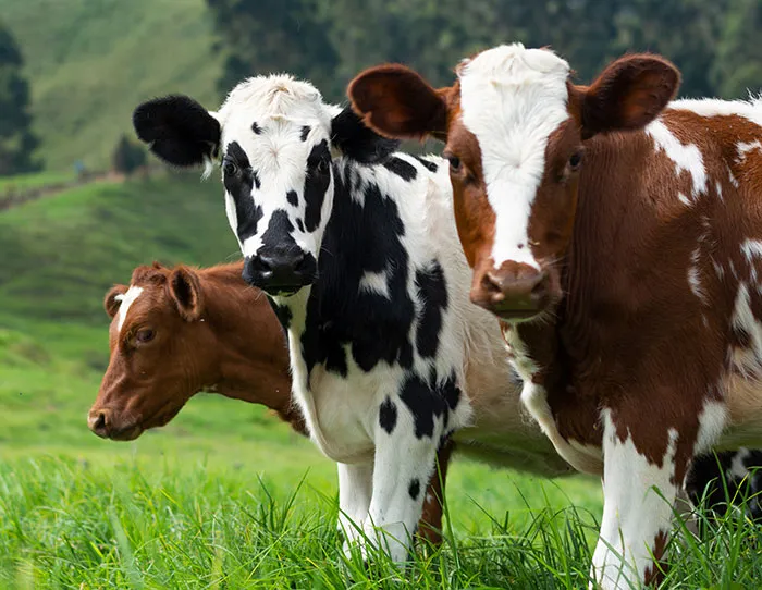 Grass-Fed Gossip Session