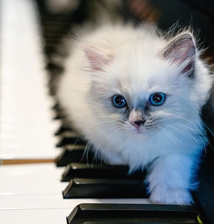 Keys to Cuteness
