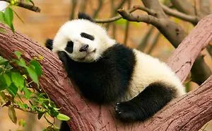 Pandas: The Enigmatic Bamboo Bear