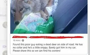50 Times FB Marketplace Shined With The Most Unhinged Entries That People Just Had To Share (New Pics)