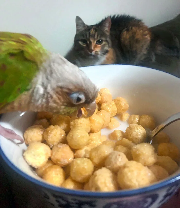 Solo intento desayunar en paz