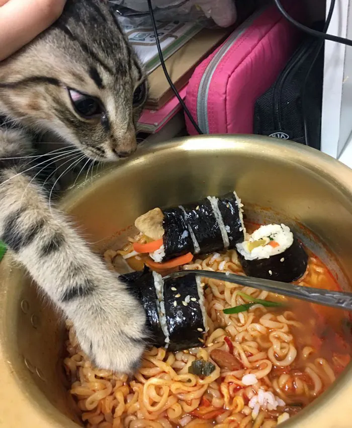 No es para ti, gatito