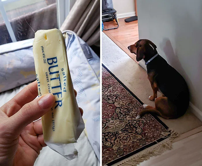 I Found My Dog's Butter Stash This Morning, Buried In Her Bed. She Doesn't Want To Talk About It