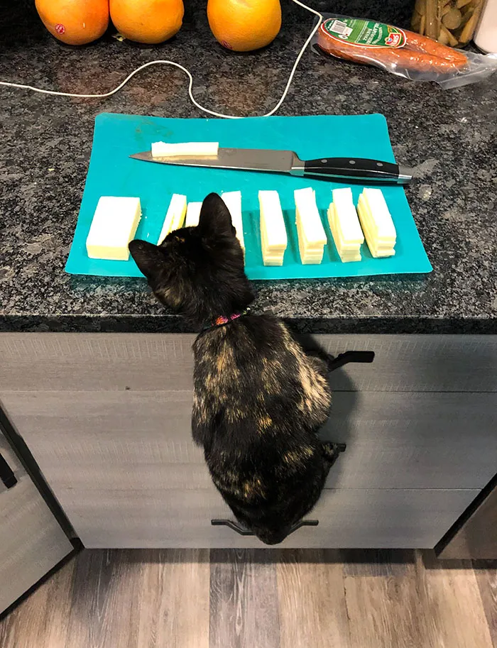 Climbed Up The Handles To Eat Cheese While I'm Cutting It