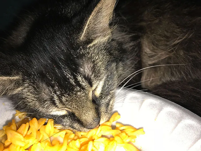 I Left My Food Unattended For 2 Minutes, And My Cat Fell Asleep While Eating It