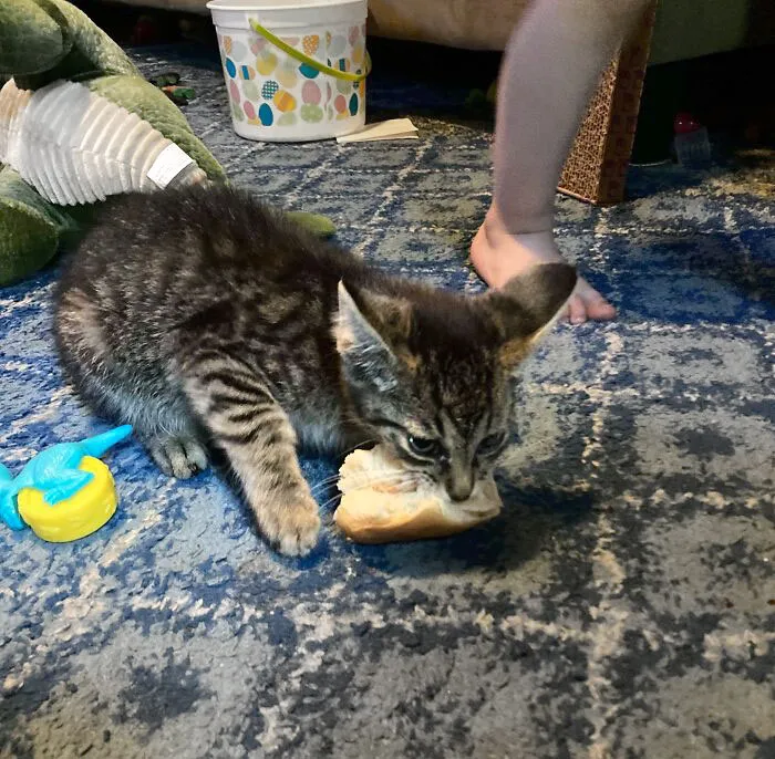 Yesterday I Rescued This Kitten From A Cruel Life As A Stray, Today He Shamelessly Stole My Son’s Lunch. I’ve Taken In A Criminal