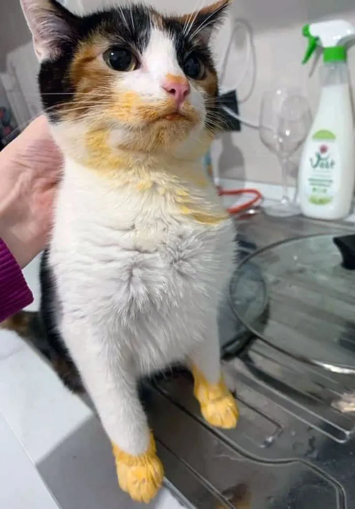 Someone Liked The Taste Of Butter Chicken