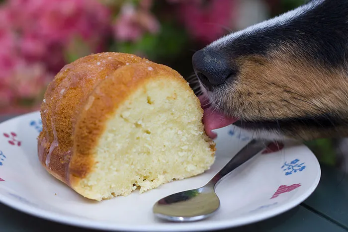 I Was Trying To Take A Photo Of The Cake I Baked Until Someone Snuck Up On Me