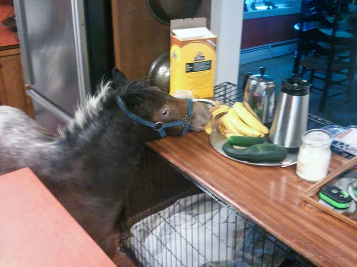 My Mom's Mini-Horse Got Into The House And Stole A Banana