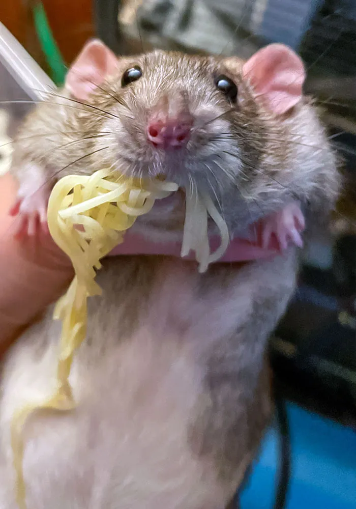 Spaghetti Thief
