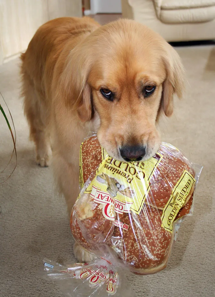 My Dog, Aspen, Always Grabs Things Out Of The Pantry And Brings Them To Us With This Face