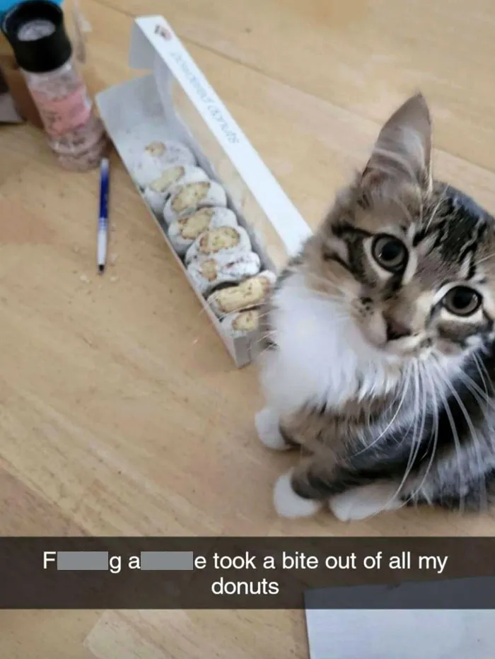 You Can Take The Kitty Out Of The Dumpster, But You Can't Take The Dumpster Out Of The Kitty