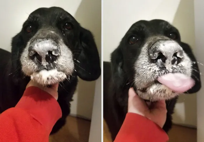 Al oír un ruido en la despensa me encontré al perro comiéndose una bolsa de harina, y ahora se sorprende porque tiene la boca llena de masa
